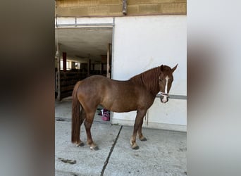 Other Breeds Mix, Mare, 8 years, 14,2 hh, Chestnut-Red