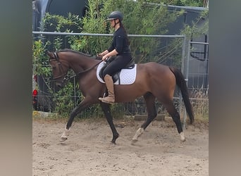 Other Breeds, Mare, 8 years, 14,3 hh, Brown