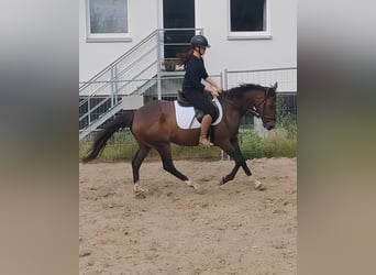 Other Breeds, Mare, 8 years, 14,3 hh, Brown