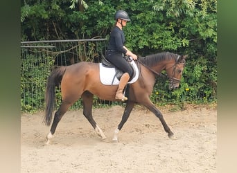 Other Breeds, Mare, 8 years, 14,3 hh, Brown