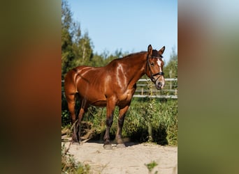 Other Breeds Mix, Mare, 8 years, 15,1 hh, Bay