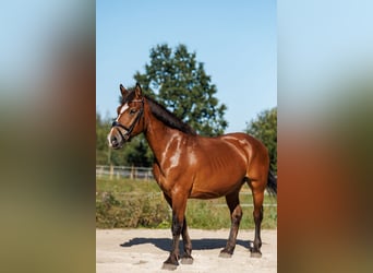 Other Breeds Mix, Mare, 8 years, 15,1 hh, Bay