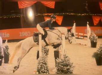 Other Breeds, Mare, 8 years, 15.1 hh, Gray-Fleabitten