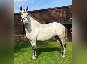 Other Breeds, Mare, 8 years, 15.1 hh, Gray