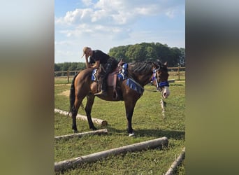 Other Breeds, Mare, 8 years, 15,2 hh, Brown