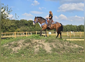 Other Breeds, Mare, 8 years, 15,2 hh, Brown