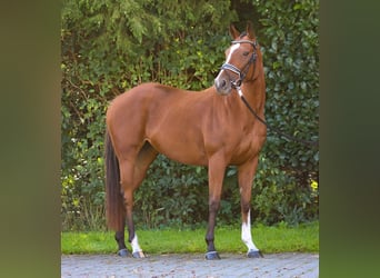 Other Breeds, Mare, 8 years, 15.2 hh, Brown