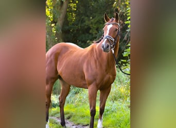 Other Breeds, Mare, 8 years, 15.2 hh, Brown