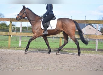 Other Breeds, Mare, 8 years, 15.3 hh, Bay