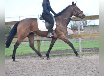 Other Breeds, Mare, 8 years, 15.3 hh, Bay