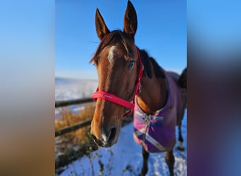 Other Breeds Mix, Mare, 8 years, 15,3 hh, Brown