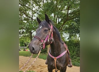 Other Breeds, Mare, 8 years, 15 hh, Black