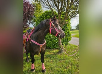 Other Breeds, Mare, 8 years, 15 hh, Black