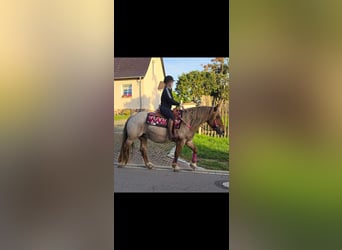 Other Breeds Mix, Mare, 8 years, 15 hh, Roan-Red
