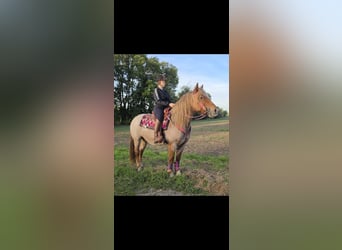 Other Breeds Mix, Mare, 8 years, 15 hh, Roan-Red