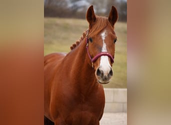 Other Breeds, Mare, 8 years, 15,1 hh, Chestnut-Red