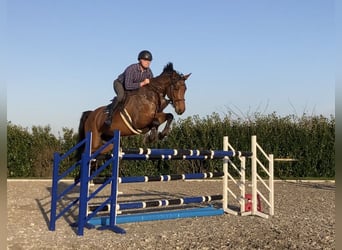 Other Breeds, Mare, 8 years, 16,1 hh, Bay