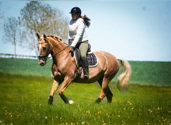 Other Breeds, Mare, 8 years, 16.1 hh, Palomino