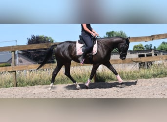 Other Breeds, Mare, 8 years, 16 hh, Black