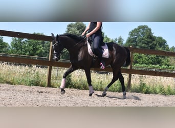 Other Breeds, Mare, 8 years, 16 hh, Black