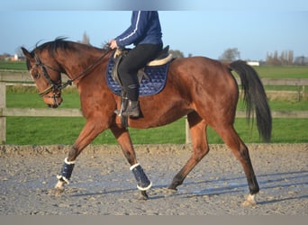 Other Breeds, Mare, 8 years, 16 hh, Brown