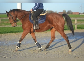 Other Breeds, Mare, 8 years, 16 hh, Brown