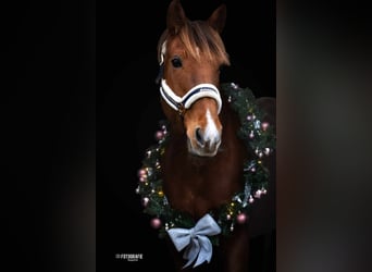 Other Breeds, Mare, 8 years, 16 hh, Chestnut-Red