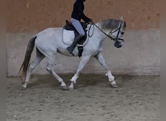 Sonstige Rassen, Stute, 8 Jahre, 16 hh, Schimmel