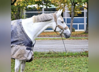 Sonstige Rassen, Stute, 8 Jahre, 16 hh, Schimmel