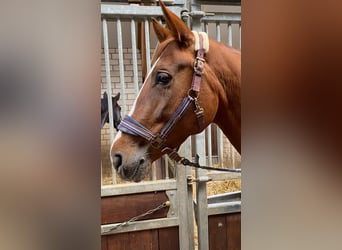 Other Breeds, Mare, 8 years, 16,1 hh, Chestnut-Red