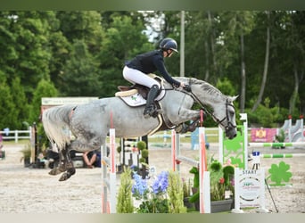 Other Breeds, Mare, 8 years, 16,1 hh