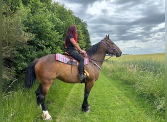Other Breeds, Mare, 8 years, 17 hh, Brown