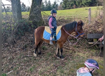 Other Breeds, Mare, 9 years, 11,1 hh, Brown