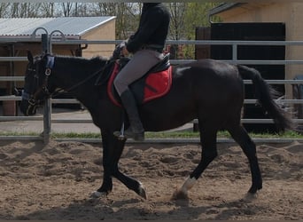 Other Breeds, Mare, 9 years, 14.1 hh, Black