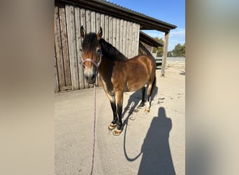 Other Breeds Mix, Mare, 9 years, 14.1 hh, Dun