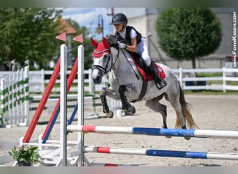 Other Breeds Mix, Mare, 9 years, 14.1 hh, Dun