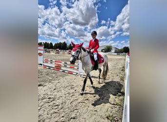 Other Breeds Mix, Mare, 9 years, 14.1 hh, Dun