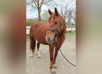 Other Breeds, Mare, 9 years, 14.3 hh, Chestnut-Red