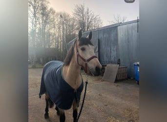 Other Breeds Mix, Mare, 9 years, 14,3 hh, Chestnut-Red