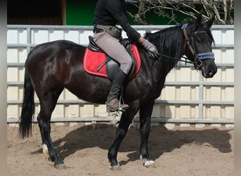 Other Breeds, Mare, 9 years, 14,1 hh, Black