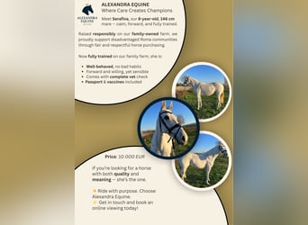 Other Breeds, Mare, 9 years, 14,1 hh, White