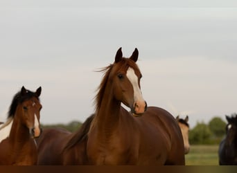 Other Breeds, Mare, 9 years, 14,2 hh, Chestnut-Red
