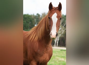 Other Breeds, Mare, 9 years, 14,2 hh, Chestnut-Red