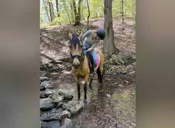 Other Breeds, Mare, 9 years, 14,2 hh, Dun