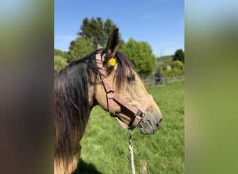 Other Breeds, Mare, 9 years, 14,2 hh, Dun