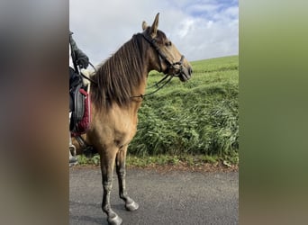 Other Breeds, Mare, 9 years, 14,2 hh, Dun