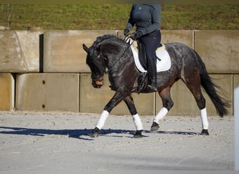 Other Breeds, Mare, 9 years, 14,3 hh, Roan-Blue