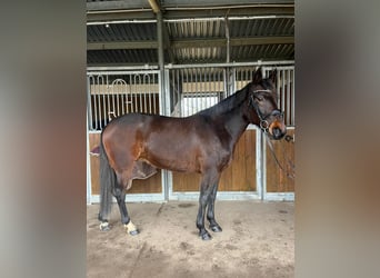 Other Breeds Mix, Mare, 9 years, 15,2 hh, Bay-Dark