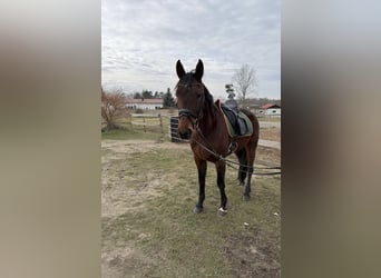 Other Breeds Mix, Mare, 9 years, 15,2 hh, Brown