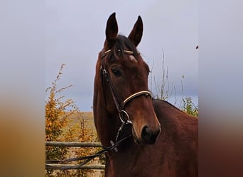 Other Breeds Mix, Mare, 9 years, 15,2 hh, Brown